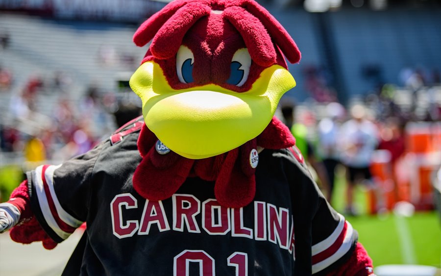 University of South Carolina mascot Cocky at football game. 